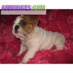   nous vous proposons de magnifiques chiots2 type bulldog... - Miniature