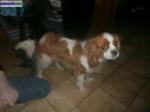 Vend cavailier king charles - Miniature