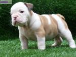 Chiots type bouledogue anglais non lof - Miniature