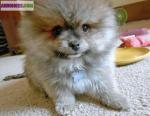 Deux adorables chiots type spitz nain a reserver. - Miniature