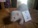 Furet - Miniature