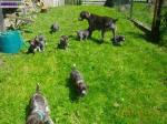 Chiots type braque allemand - Miniature