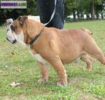 Etalons bulldogs anglais lof et confirmés pour saillie: - Miniature