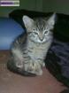 Donne chaton - Miniature