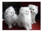 Magnifiques chatons persan - Miniature