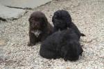 Chiots type terre neuve non lof - Miniature