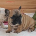 Chiots bouledogue francais - Miniature