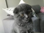 Scottish fold - Miniature