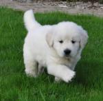 Chiot de type golden retriever - Miniature