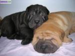 Chiots shar pei -dispos de suite - Miniature