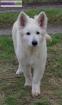 Berger blanc suisse poils longs lof - Miniature