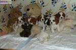 Sublimes chiots de race cavalier king charles pure race - Miniature