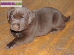 Chiots labrador lof - Miniature