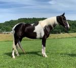 Doux hongre "tennessee walker"  - Miniature