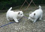 Chiots west highland (westie terrier) non lof - Miniature