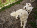 Chiots montagne des pyrenees non lof - Miniature