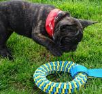 Adorable chiot bouledogue français femelle - Miniature