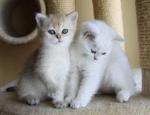 Chaton british shorthair pure race loof - Miniature