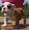 Chiots type bulldog anglais non lof - Miniature