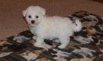 Don chiot bichon frisé blanc  - Miniature