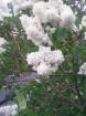 Divers arbustes et autres plantes - Miniature