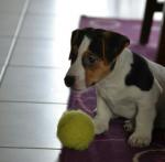 Chiot jack russel terrier - Miniature