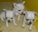 Superbes chiots type chihuahua - Miniature