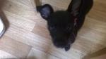 Recherche chiot  3 mois femelle - Miniature