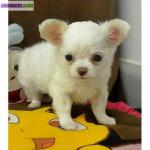 A donner trés jolie bb type chihuahua femelle de 03 mois. - Miniature