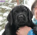 Chiots labradors mâles noirs lof - Miniature