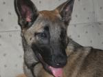 Berger malinois - Miniature