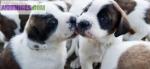 Chiots type saint bernard - Miniature