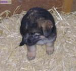 Chiots berger allemand inscrit au lof à réserver - Miniature