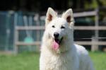 Berger blanc suisse - Miniature