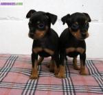 Superbes chiots pinscher nain - Miniature