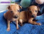 Chiots petit levrier italien, lof - Miniature