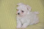 A adopter deux magnifique bichon maltais male et femelle - Miniature