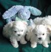 Magnifiques chiots bichon maltais - Miniature