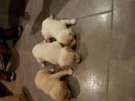 Donne chiots  - Miniature