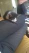 Chaton - Miniature
