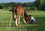 Cherche prairie chevaux - Miniature