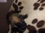 Chiots type boxer non loft - Miniature