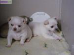 Donne deux magnifiques chiots type chihuahua non lof - Miniature