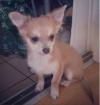 Chiot type chihuahua - Miniature