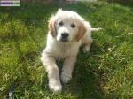 Chiot golden retriever lof - Miniature