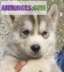 Chiots siberian husky lof - Miniature