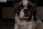 Bouledogue francais non lof - Miniature