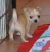 Adorable couple male et femelle type chihuahua - Miniature