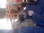 Type chiots malinois - Miniature