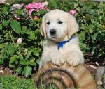 Chiots de race golden retriever - Miniature